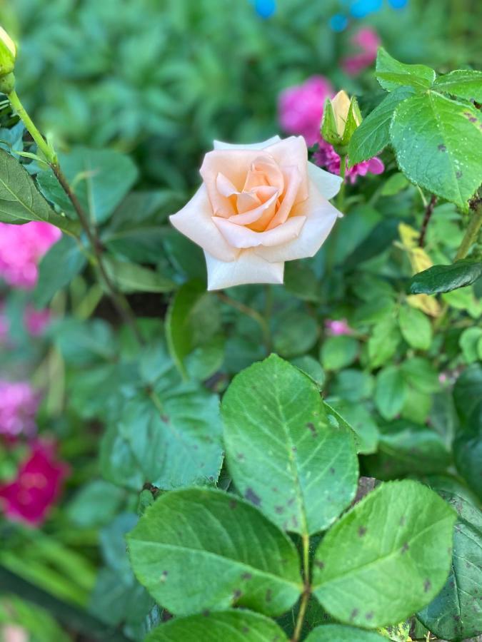 Garden Apartments 블레드 외부 사진